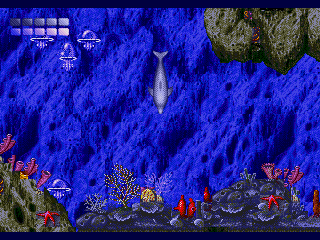 Ecco the Dolphin